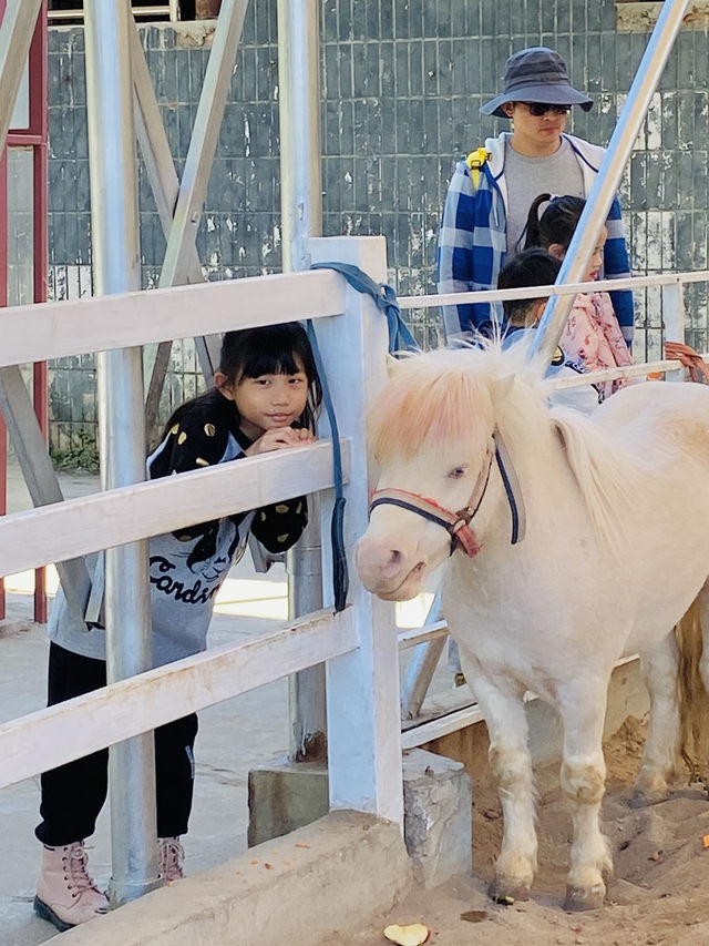 深圳野生動物園 深圳地鐵直達～零距離餵長頸鹿斑馬！ 