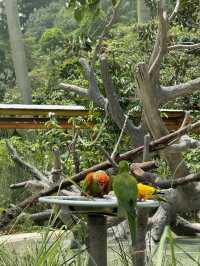 Bird Paradise Singapore: A Must-Visit for Nature & Wildlife Lovers