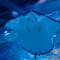 ☺️墨田水族館😍企鵝大觀 🐧🌊