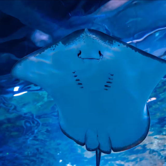 ☺️墨田水族館😍企鵝大觀 🐧🌊