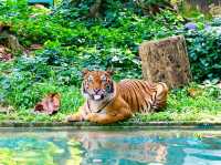 Experience the beauty of wildlife at Zoo Negara