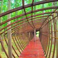 金面山親山步道🌿與青山綠水共舞