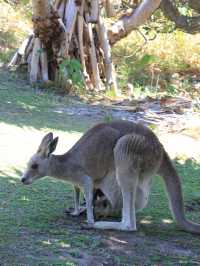 North Stradbroke Island：與自然共舞的奇妙冒險 🌿🐬