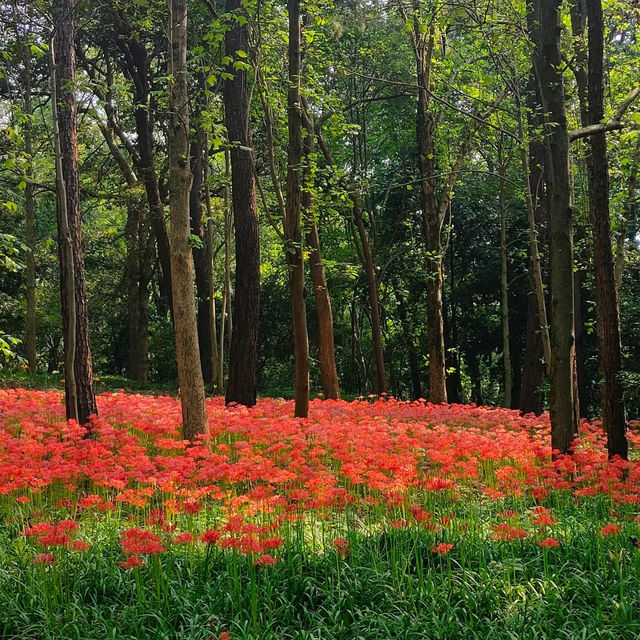 台北植物園 | 藏於綠意中的夢幻