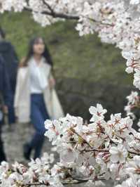 京都蹴上鐵道的浪漫邂逅💕🌸