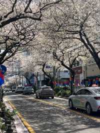 濟州島櫻花：韓國南方的春日魅力
