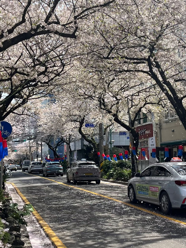 濟州島櫻花：韓國南方的春日魅力