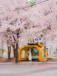 봄에 꼭 가야하는 벚꽃명소 청도🌸