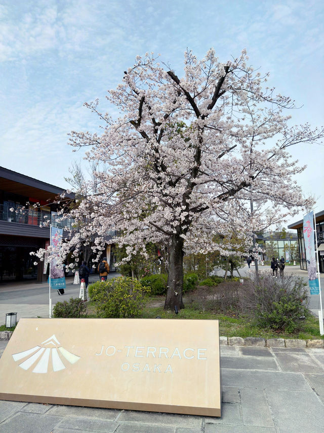 大阪 JO-TERRACE OSAKA 櫻花滿開 🌸✨