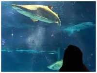 【茨城/大洗】サメの飼育種類数日本一‼︎＊アクアワールド茨城県大洗水族館＊