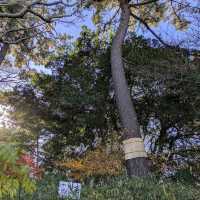 Tamagawadai Park (多摩川台公園)
