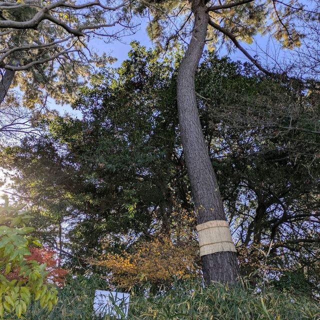 Tamagawadai Park (多摩川台公園)