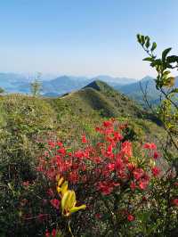 彎曲山⛰️，一覽西貢全景的麥理浩徑四段路線