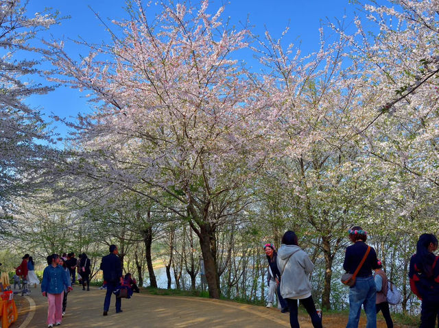 貴安櫻花園賞櫻美景