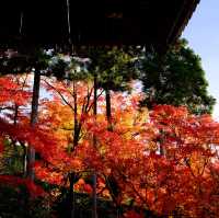 Kyoto - Eikando đừng nên bỏ qua