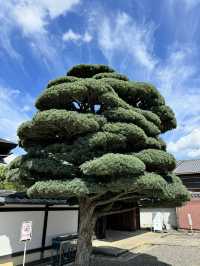 Beautiful and peaceful old city of Kyoto 