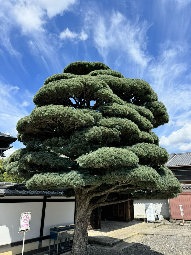 Beautiful and peaceful old city of Kyoto 