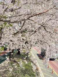 韓國🇰🇷 釜山 三樂生態公園賞櫻🌸
