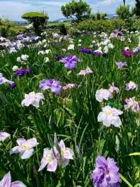 個人の方が作られた菖蒲園で、無料