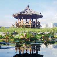 🌸 **釜山三樂生態公園櫻花觀賞分享** 🌸