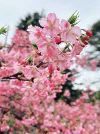 🌸 Sakura Blooming at Shinjuku Gyoen National Garden 🌸