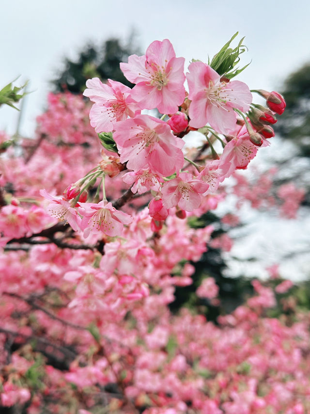 🌸 Sakura Blooming at Shinjuku Gyoen National Garden 🌸