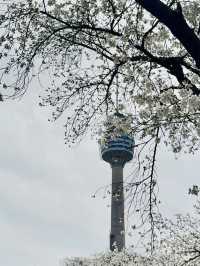 A Dreamy Day Trip from Busan: Cherry Blossoms in Full Bloom at 83 Tower E-World, Daegu