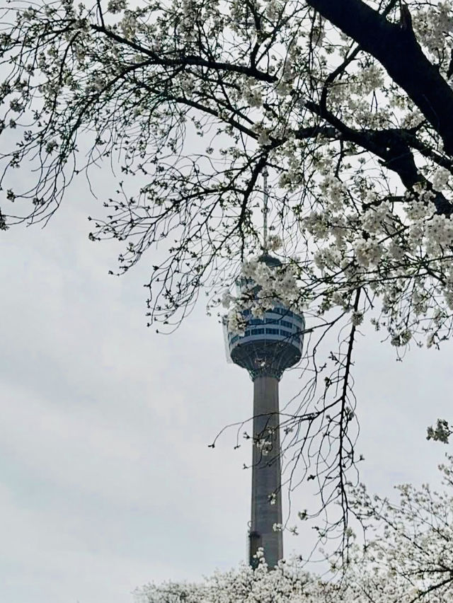 A Dreamy Day Trip from Busan: Cherry Blossoms in Full Bloom at 83 Tower E-World, Daegu