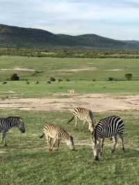 Game Drive in Masai Mara: A Perfect Spring Adventure