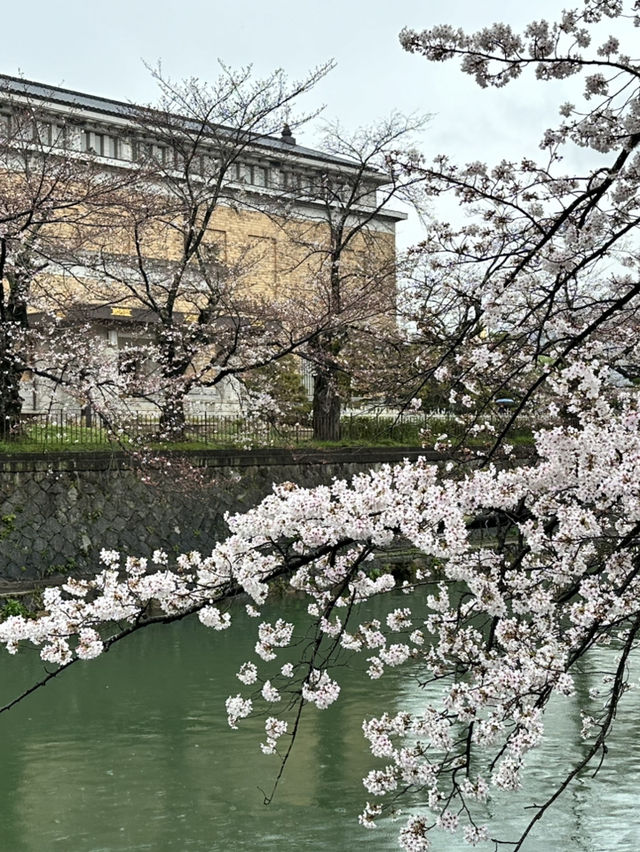 【京都×春旅】大鳥居と十石舟と桜のショットが撮れます