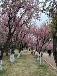 Kunming Zoo จุดชมดอกไม้บาน