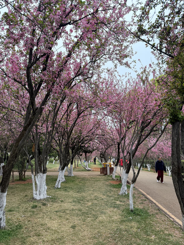 Kunming Zoo จุดชมดอกไม้บาน