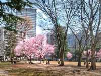 仙台錦町公園賞櫻美景
