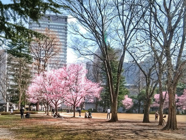 仙台錦町公園賞櫻美景