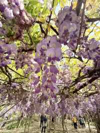 淡水｜紫色浪漫來襲 紫藤花園日本紫藤賞花期只有兩周