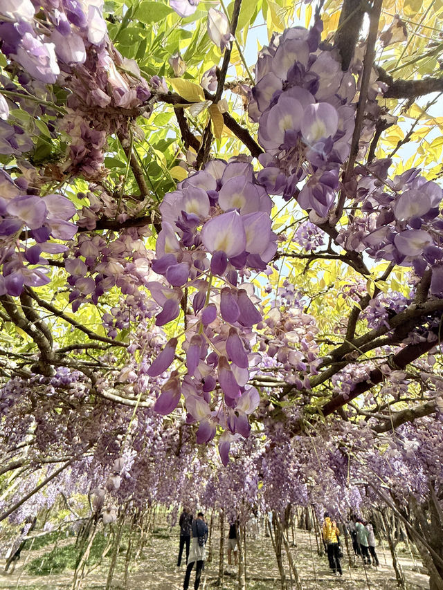 淡水｜紫色浪漫來襲 紫藤花園日本紫藤賞花期只有兩周