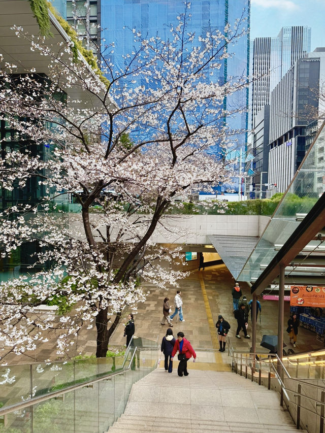 Hidden Sakura Spot: Tokyo Square Garden🌸