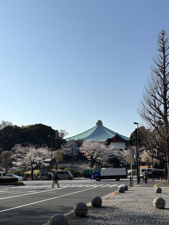 [부도칸] 봄바람 흩날리며~🌸 도심속 고요한 벚꽃명소