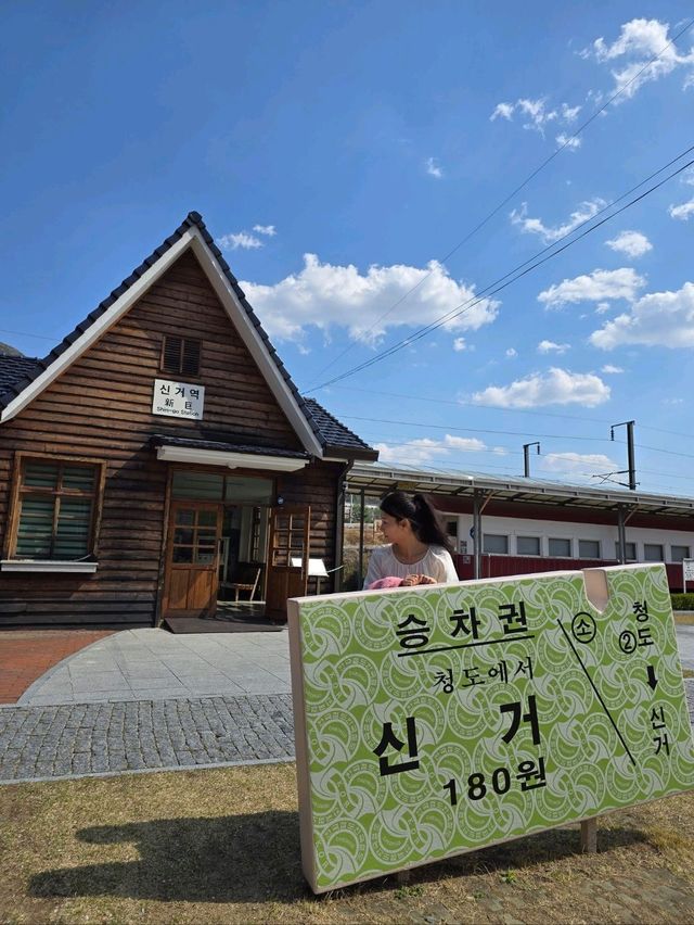벚꽃향기 가득한 낭만가득 청도여행지🌸