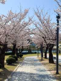 벚꽃 피크닉이 가능한 부산 APEC 나루공원🌸