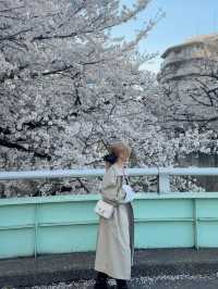 東京賞櫻🌸不要再只去中目黑了～