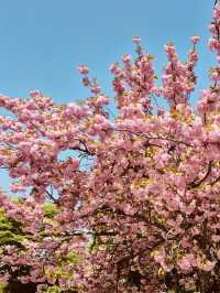 Misagyeongjeong Park's Spring Embrace: Lakeside Beauty and Blooming Life
