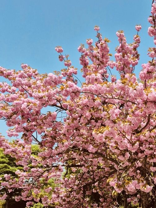 Misagyeongjeong Park's Spring Embrace: Lakeside Beauty and Blooming Life