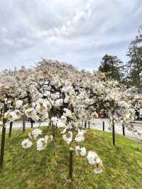 Cherry Blossoms at Oharano Shrine