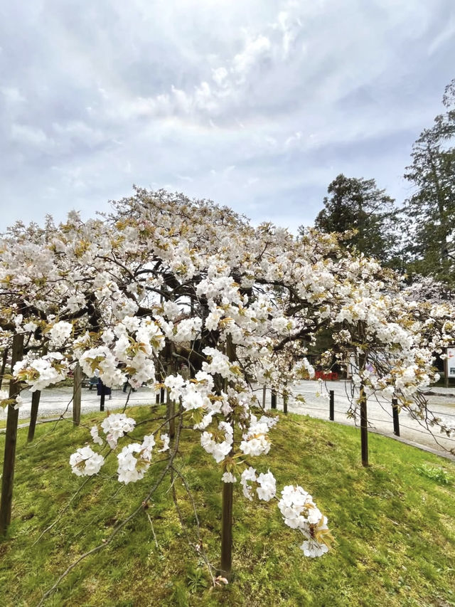 Cherry Blossoms at Oharano Shrine
