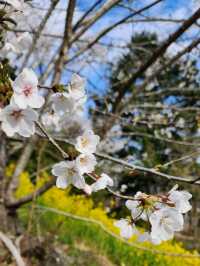 【山口グルメ】和カフェ大貫・山口の桜