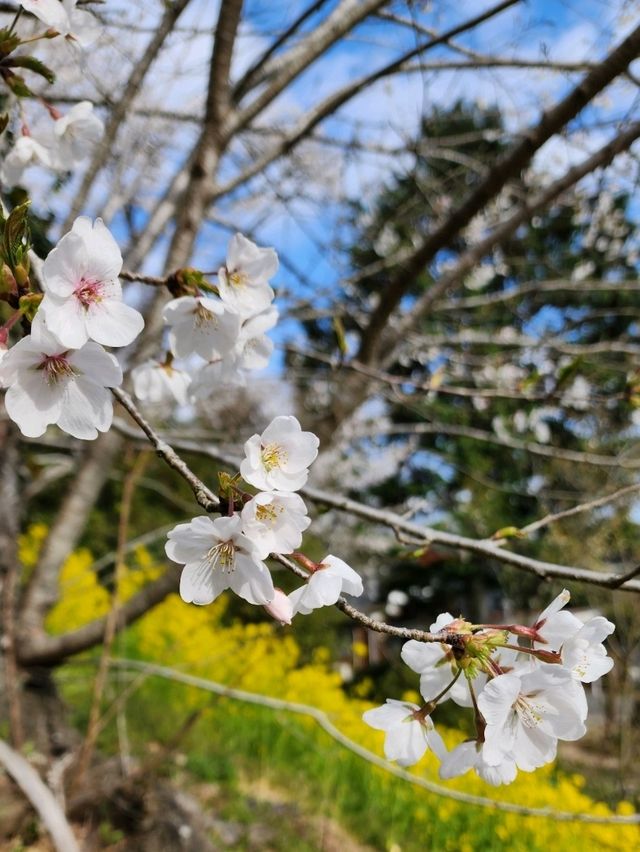 【山口グルメ】和カフェ大貫・山口の桜