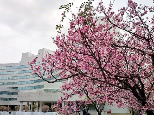 🌸** 賞櫻的迷人櫻花樹**🌸