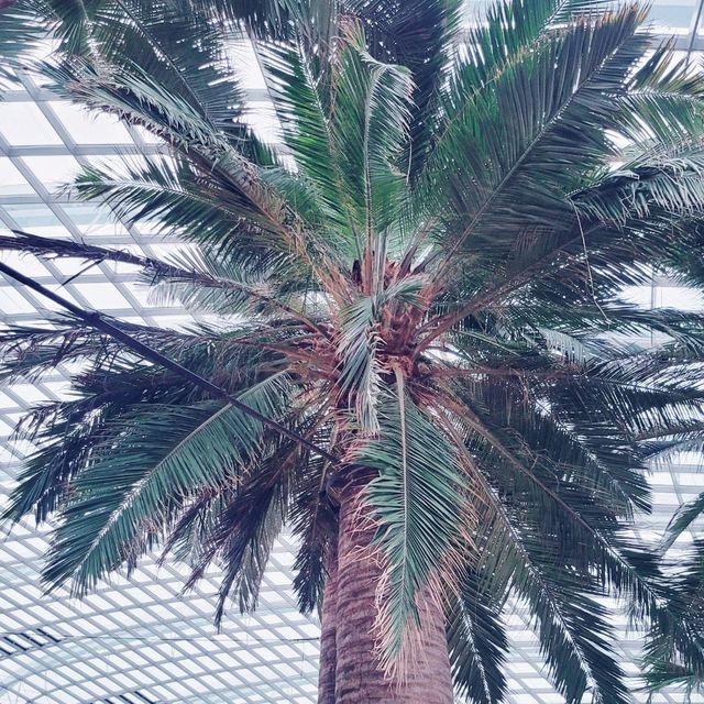 Nature's Harmony: My Unforgettable Visit to Gardens by the Bay