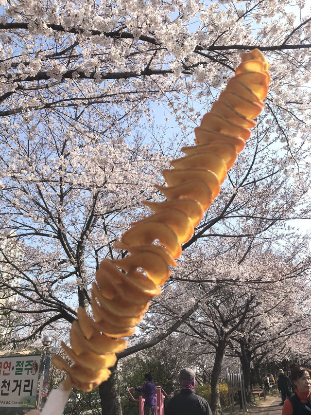 🇰🇷釜山賞櫻🌸 三樂生態公園🌸